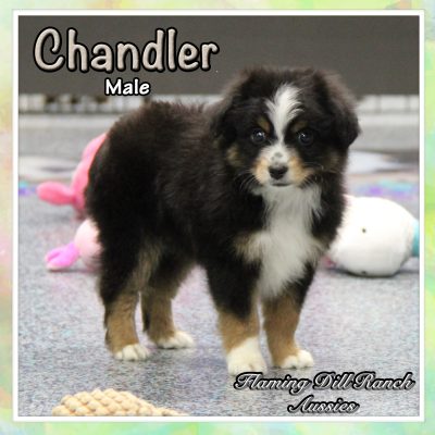 Chandler 5