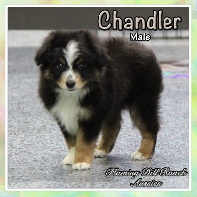 Chandler 6