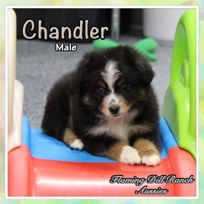 Chandler 7