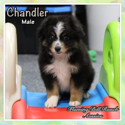 Chandler 8