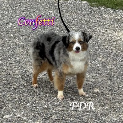 Confetti 7a