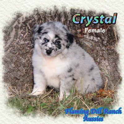 Crystal 11