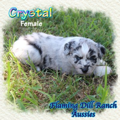 Crystal 7