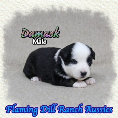 Damask 2