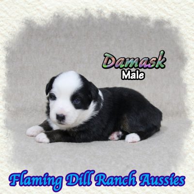 Damask 3