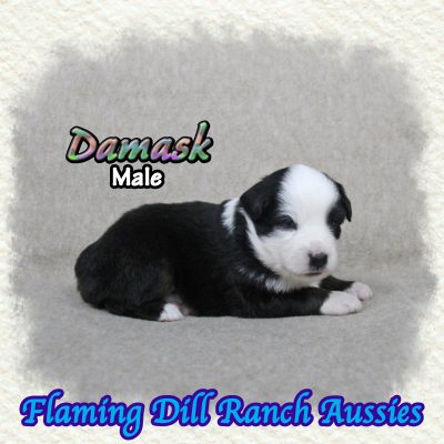 Damask 4