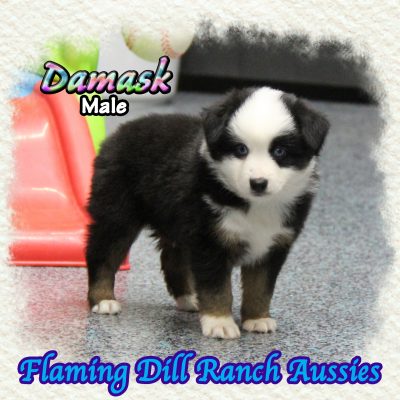 Damask 5