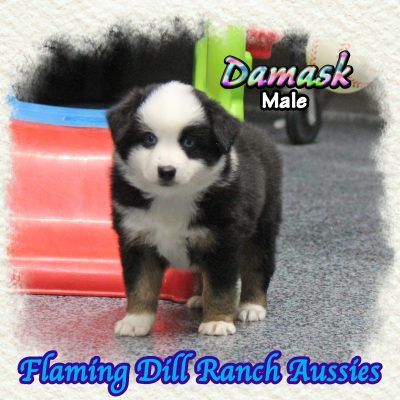 Damask 6