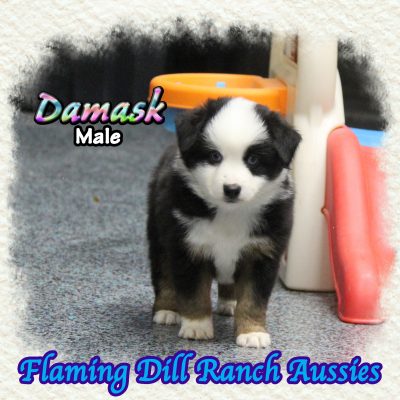 Damask 7