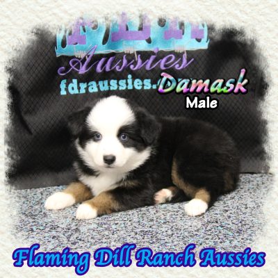 Damask 8