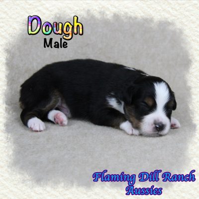 Dough 1