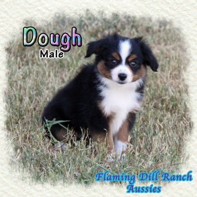 Dough 11