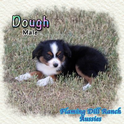 Dough 12