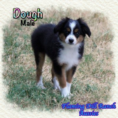 Dough 16