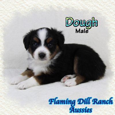 Dough 6