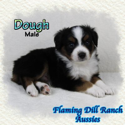 Dough 7