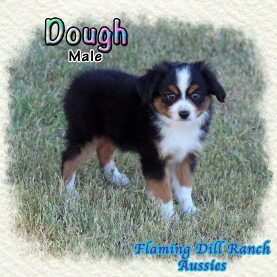 Dough 9