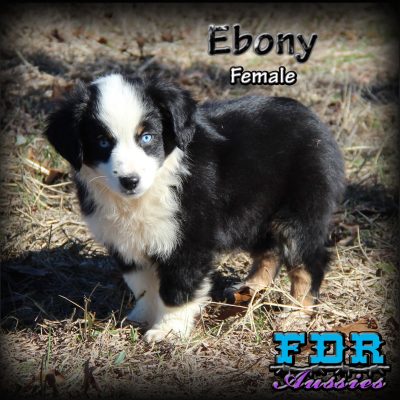 Ebony 14