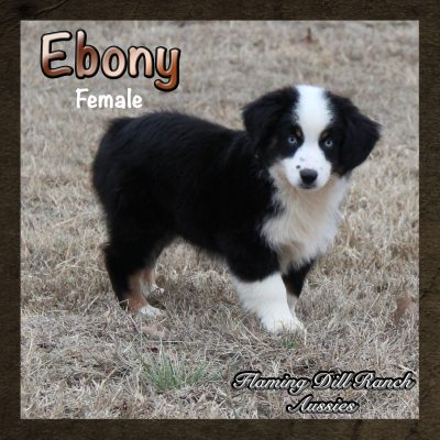Ebony 17