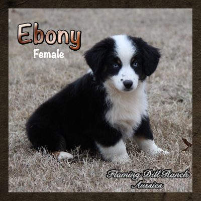 Ebony 19