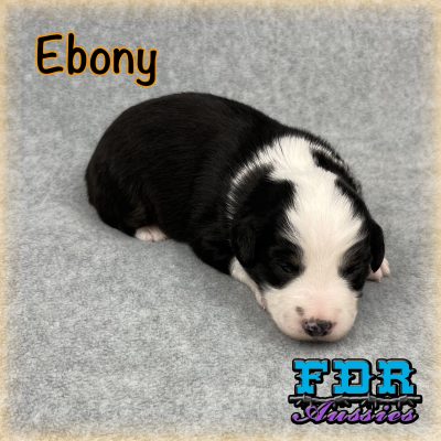 Ebony 3