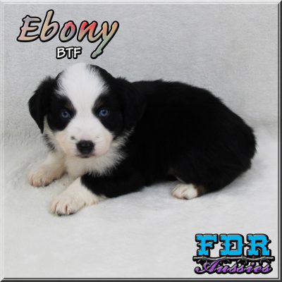 Ebony 8