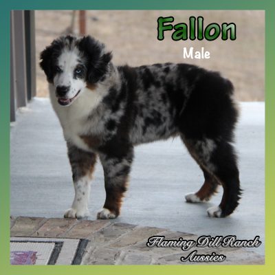 Fallon 40