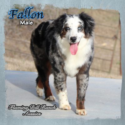 Fallon 46