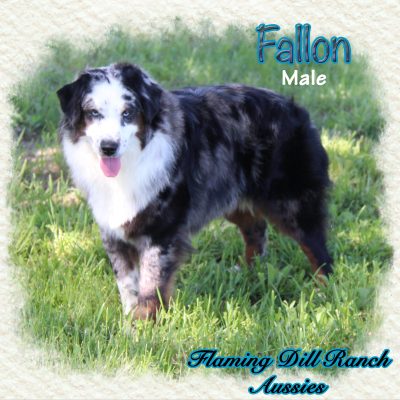 Fallon 54