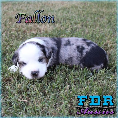 Fallon 6