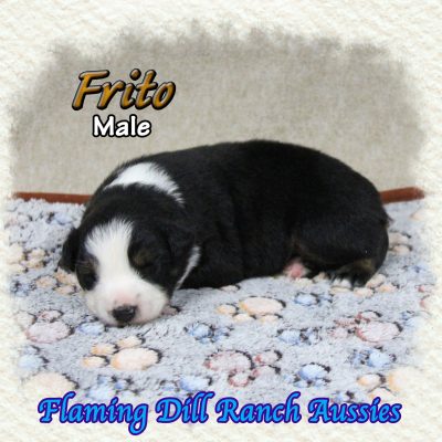 Frito 2