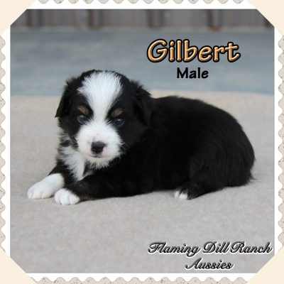 Gilbert 1