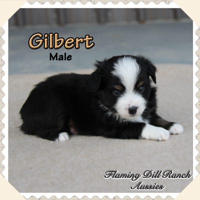 Gilbert 2