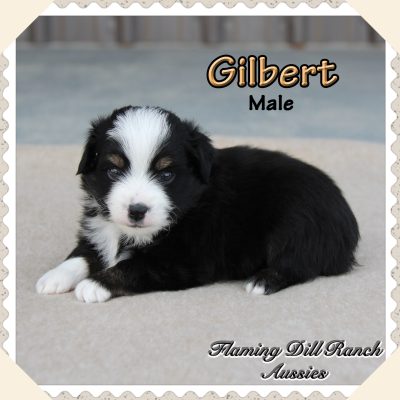 Gilbert 3