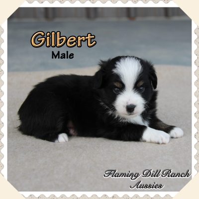 Gilbert 4