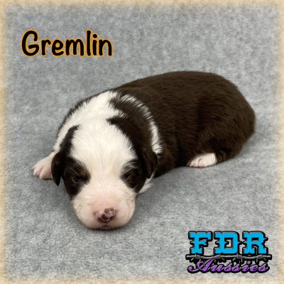 Gremlin 1