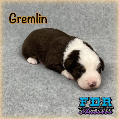 Gremlin 4