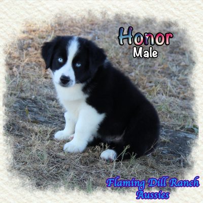 Honor 11