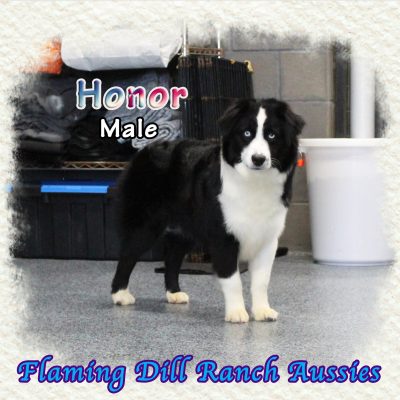 Honor 29