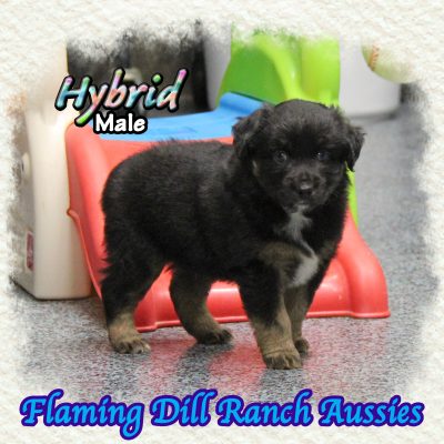 Hybrid 5