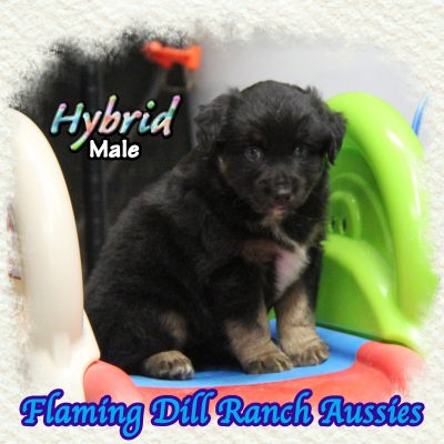 Hybrid 7