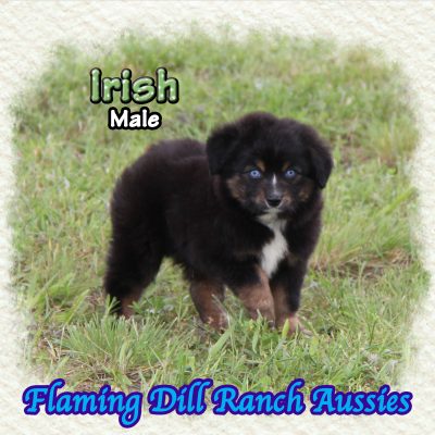 Irish 10
