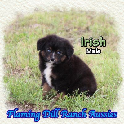 Irish 11