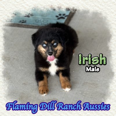 Irish 16