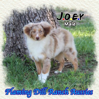 Joey 29