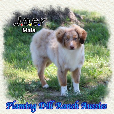 Joey 30