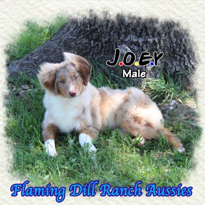 Joey 31