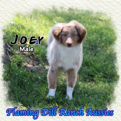 Joey 32