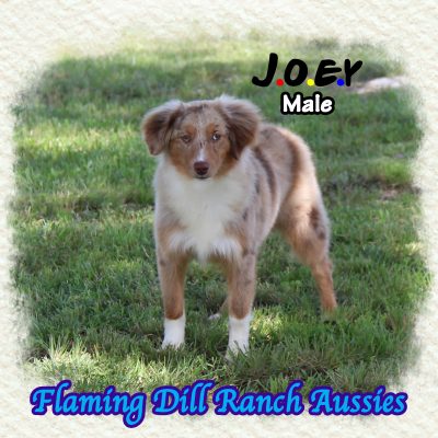 Joey 33