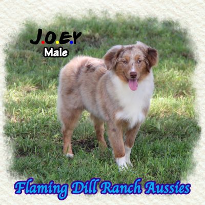 Joey 34